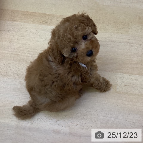 香川県のトイプードル(トイ) (ペットプラス 綾川店/2025年10月10日生まれ/女の子/アプリコット)の子犬の3枚目の画像