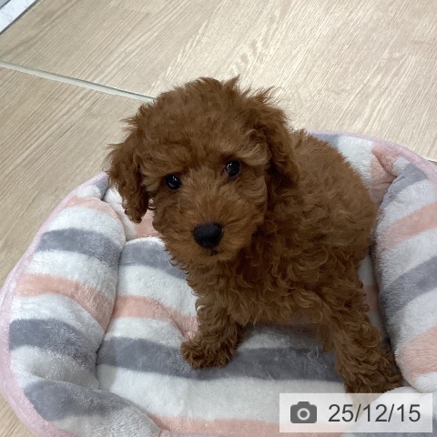 徳島県のトイプードル(トイ) (ペットプラス 徳島店/2025年10月3日生まれ/男の子/レッドフォーン)の子犬の3枚目の画像