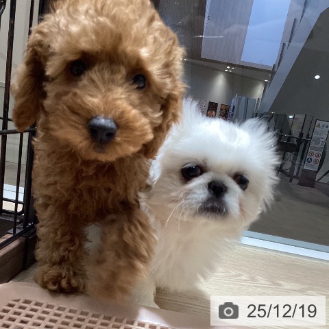 徳島県のトイプードル(トイ) (ペットプラス 徳島店/2025年10月3日生まれ/男の子/レッドフォーン)の子犬の3枚目の画像