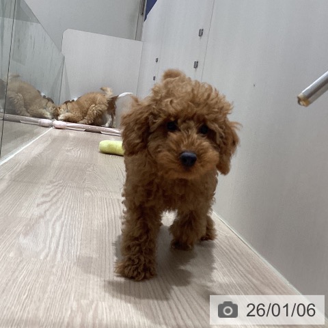 徳島県のトイプードル(トイ) (ペットプラス 徳島店/2025年10月3日生まれ/男の子/レッドフォーン)の子犬の3枚目の画像