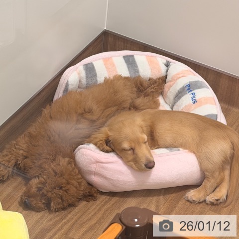 岡山県のトイプードル(トイ) (ペッツワン 岡山南店/2025年10月3日生まれ/男の子/レッドフォーン)の子犬の3枚目の画像