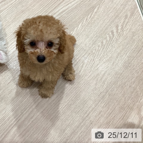 トイ・プードルの写真