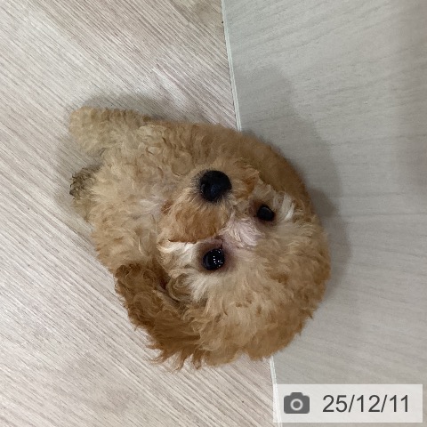 トイ・プードルの写真