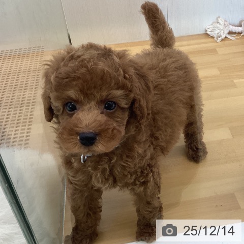 香川県のトイプードル(トイ) (ペットプラス 高松店/2025年10月5日生まれ/男の子/オレンジフォーン)の子犬の4枚目の画像