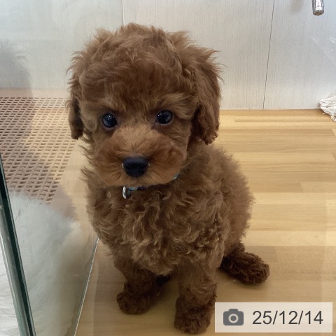 香川県のトイプードル(トイ) (ペットプラス 高松店/2025年10月5日生まれ/男の子/オレンジフォーン)の子犬の3枚目の画像