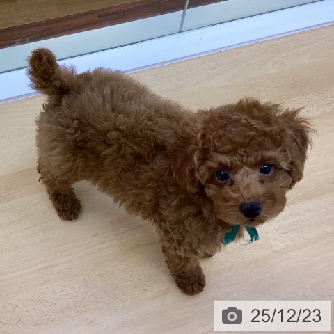 香川県のトイプードル(トイ) (ペットプラス 綾川店/2025年10月5日生まれ/男の子/オレンジフォーン)の子犬の4枚目の画像