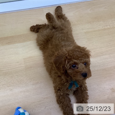 香川県のトイプードル(トイ) (ペットプラス 綾川店/2025年10月5日生まれ/男の子/オレンジフォーン)の子犬の3枚目の画像