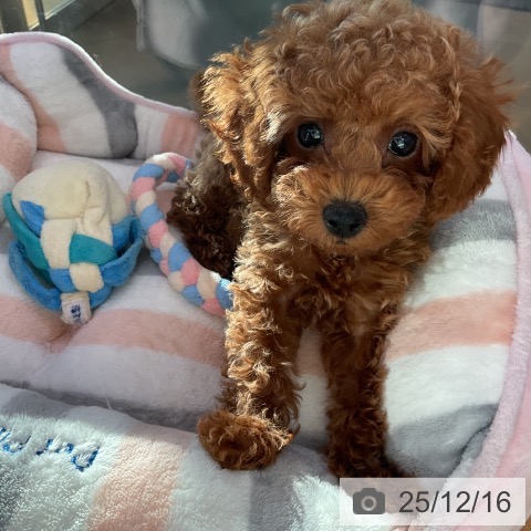 香川県のトイプードル(トイ) (ペットプラス 綾川店/2025年10月5日生まれ/男の子/オレンジフォーン)の子犬の4枚目の画像