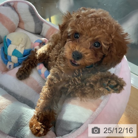 香川県のトイプードル(トイ) (ペットプラス 綾川店/2025年10月5日生まれ/男の子/オレンジフォーン)の子犬の3枚目の画像