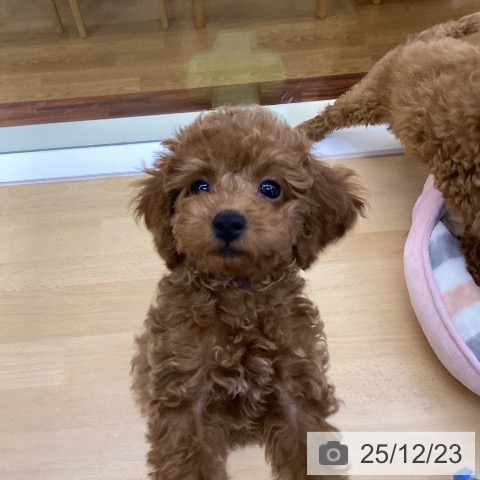 香川県のトイプードル(トイ) (ペットプラス 綾川店/2025年10月5日生まれ/男の子/オレンジフォーン)の子犬の4枚目の画像