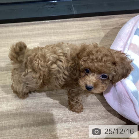 鳥取県のトイプードル(トイ) (ペッツワン 日吉津店/2025年10月7日生まれ/男の子/オレンジフォーン)の子犬の4枚目の画像