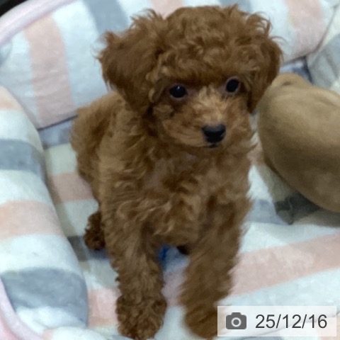 鳥取県のトイプードル(トイ) (ペッツワン 日吉津店/2025年10月7日生まれ/男の子/オレンジフォーン)の子犬の3枚目の画像