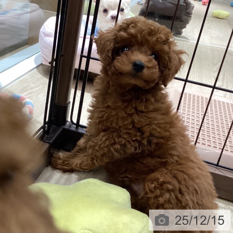 徳島県のトイプードル(トイ) (ペットプラス 徳島店/2025年10月8日生まれ/男の子/レッドフォーン)の子犬の4枚目の画像