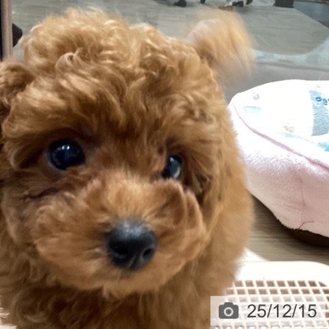 徳島県のトイプードル(トイ) (ペットプラス 徳島店/2025年10月8日生まれ/男の子/レッドフォーン)の子犬の3枚目の画像