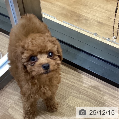 鳥取県のトイプードル(トイ) (ペッツワン 日吉津店/2025年10月10日生まれ/男の子/レッド)の子犬の4枚目の画像