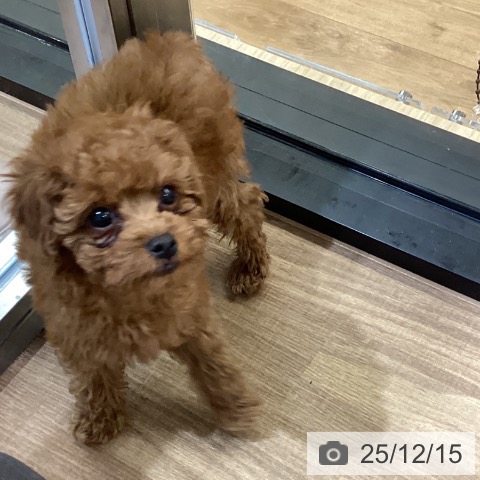 鳥取県のトイプードル(トイ) (ペッツワン 日吉津店/2025年10月10日生まれ/男の子/レッド)の子犬の3枚目の画像