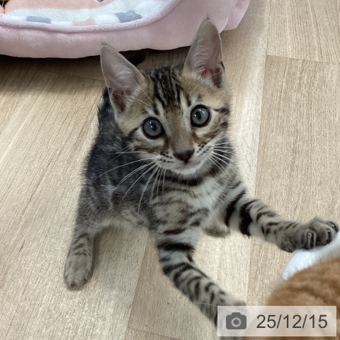 愛媛県のベンガル (ペットプラス 新居浜店/2025年10月9日生まれ/男の子/ブラウンスポットタビー)の子猫の4枚目の画像