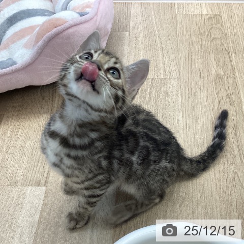 愛媛県のベンガル (ペットプラス 新居浜店/2025年10月9日生まれ/男の子/ブラウンスポットタビー)の子猫の3枚目の画像