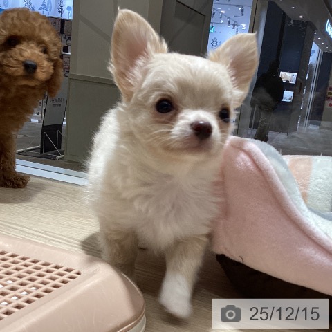 徳島県のチワワ(ロング) (ペットプラス 徳島店/2025年10月9日生まれ/男の子/クリームホワイト)の子犬の4枚目の画像