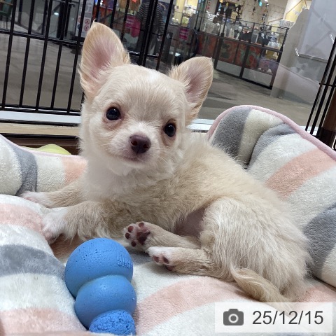 徳島県のチワワ(ロング) (ペットプラス 徳島店/2025年10月9日生まれ/男の子/クリームホワイト)の子犬の3枚目の画像