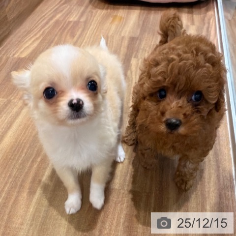 岡山県のチワワ(ロング) (ペッツワン 岡山南店/2025年10月10日生まれ/男の子/クリームホワイト)の子犬の4枚目の画像