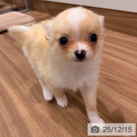 岡山県のチワワ(ロング) (ペッツワン 岡山南店/2025年10月10日生まれ/男の子/クリームホワイト)の子犬の3枚目の画像