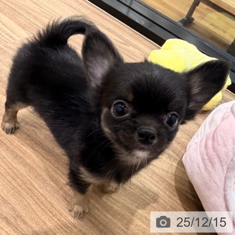 岡山県のチワワ(ロング) (ペッツワン 岡山南店/2025年10月10日生まれ/男の子/ブラックタン)の子犬の4枚目の画像