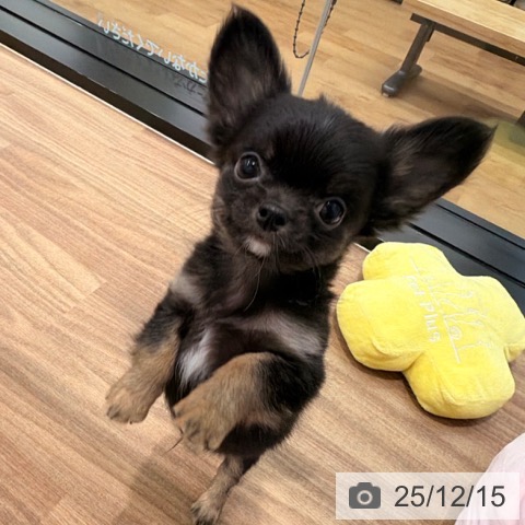 岡山県のチワワ(ロング) (ペッツワン 岡山南店/2025年10月10日生まれ/男の子/ブラックタン)の子犬の3枚目の画像