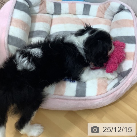 千葉県のキャバリアキングチャールズスパニエル (ペットプラス 八千代緑が丘店/2025年10月6日生まれ/男の子/トライカラー)の子犬の4枚目の画像