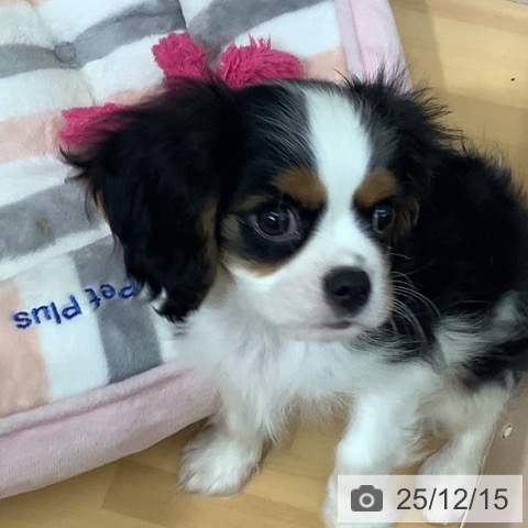 千葉県のキャバリアキングチャールズスパニエル (ペットプラス 八千代緑が丘店/2025年10月6日生まれ/男の子/トライカラー)の子犬の3枚目の画像