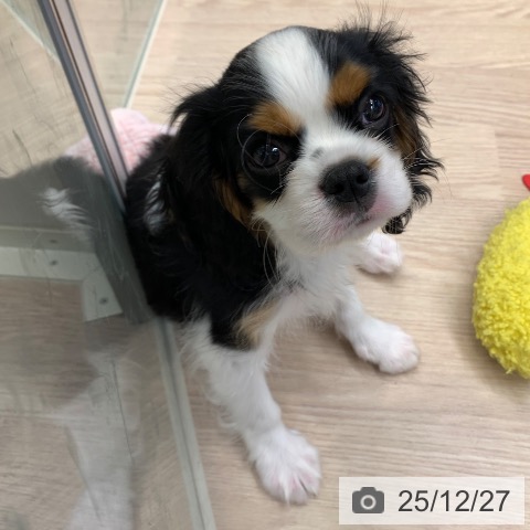 千葉県のキャバリアキングチャールズスパニエル (ペットプラス 幕張新都心店/2025年10月6日生まれ/男の子/トライカラー)の子犬の3枚目の画像