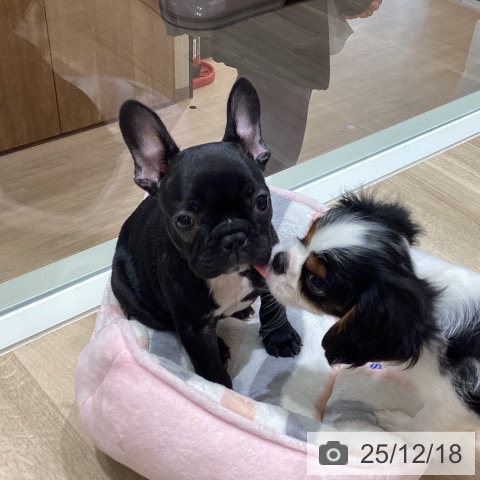 宮城県のキャバリアキングチャールズスパニエル (ペットプラス 仙台上杉店/2025年10月6日生まれ/男の子/トライカラー)の子犬の4枚目の画像