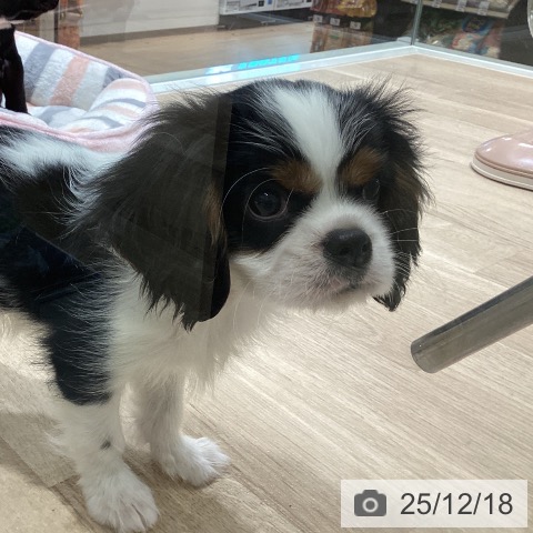 宮城県のキャバリアキングチャールズスパニエル (ペットプラス 仙台上杉店/2025年10月6日生まれ/男の子/トライカラー)の子犬の3枚目の画像