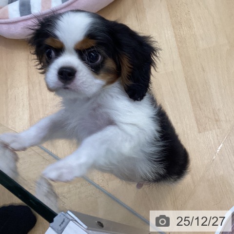 埼玉県のキャバリアキングチャールズスパニエル (ペットプラス 羽生店/2025年10月10日生まれ/男の子/トライカラー)の子犬の3枚目の画像