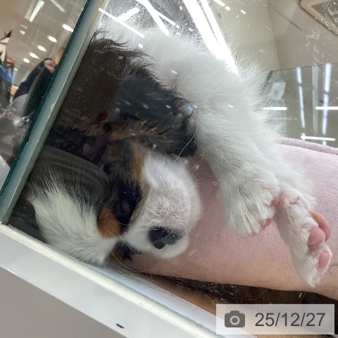 埼玉県のキャバリアキングチャールズスパニエル (ペットプラス 羽生店/2025年10月10日生まれ/男の子/トライカラー)の子犬の4枚目の画像