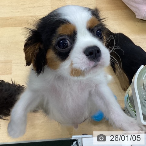 埼玉県のキャバリアキングチャールズスパニエル (ペットプラス 羽生店/2025年10月10日生まれ/男の子/トライカラー)の子犬の3枚目の画像
