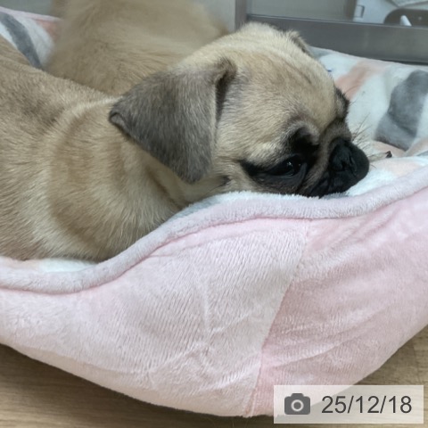 神奈川県のパグ (ペットプラス 湘南平塚店/2025年10月6日生まれ/女の子/フォーン)の子犬の4枚目の画像