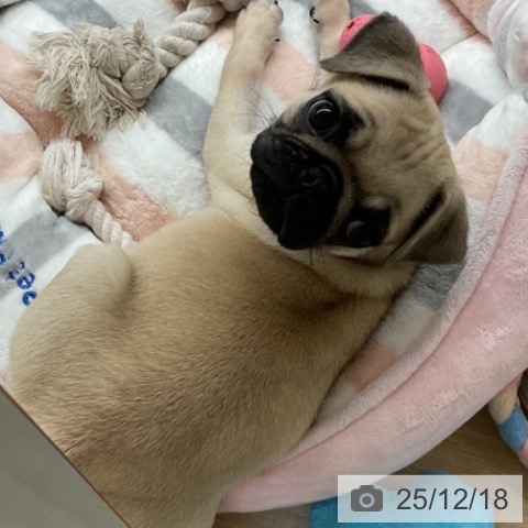 神奈川県のパグ (ペットプラス 湘南平塚店/2025年10月6日生まれ/女の子/フォーン)の子犬の3枚目の画像