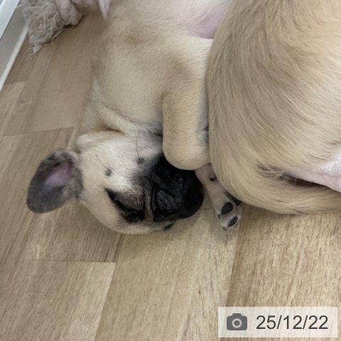 神奈川県のパグ (ペットプラス 湘南平塚店/2025年10月6日生まれ/女の子/フォーン)の子犬の3枚目の画像