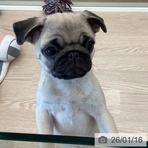 千葉県のパグ (ペットプラス 幕張新都心店/2025年10月6日生まれ/女の子/フォーン)の子犬の3枚目の画像