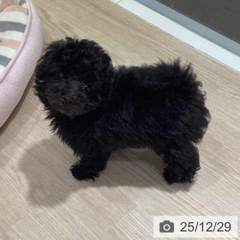 岡山県のトイプードル(トイ) (ペットプラス 岡山店/2025年10月10日生まれ/男の子/シルバー)の子犬の3枚目の画像