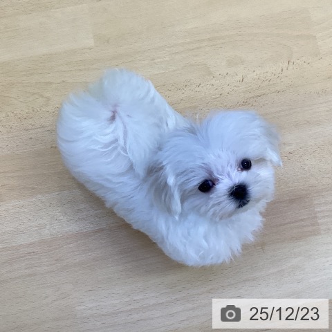 香川県のマルチーズ (ペットプラス 綾川店/2025年10月3日生まれ/女の子/ホワイト)の子犬の4枚目の画像