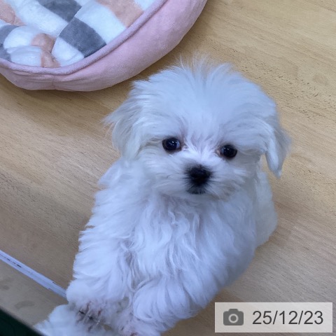 香川県のマルチーズ (ペットプラス 綾川店/2025年10月3日生まれ/女の子/ホワイト)の子犬の3枚目の画像