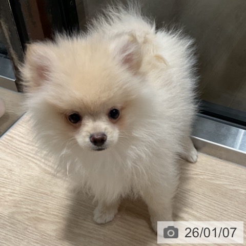 埼玉県のポメラニアン (ペットプラス コクーンシティ店/2025年10月5日生まれ/男の子/クリーム)の子犬の3枚目の画像