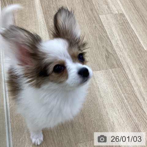 山梨県のパピヨン (ペットプラス 甲府国母店/2025年10月6日生まれ/女の子/ホワイトブラウン)の子犬の4枚目の画像