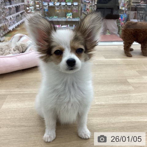 山梨県のパピヨン (ペットプラス 甲府国母店/2025年10月6日生まれ/女の子/ホワイトブラウン)の子犬の3枚目の画像