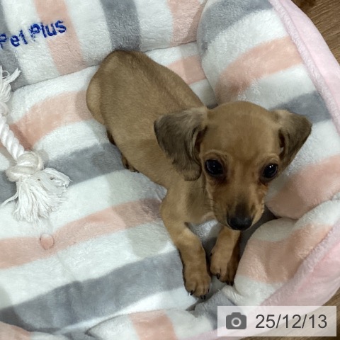 鳥取県のカニンヘンダックスフンド(ロング) (ペッツワン 日吉津店/2025年10月5日生まれ/男の子/シェーデットイエロー)の子犬の3枚目の画像