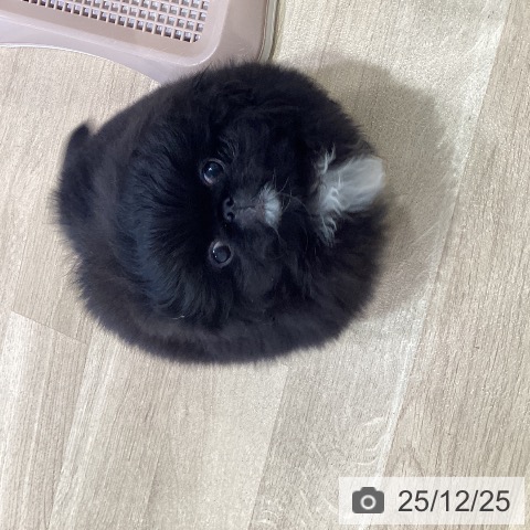 神奈川県のペキニーズ (ペットプラス ゆめが丘ソラトス店/2025年10月10日生まれ/男の子/ブラック)の子犬の4枚目の画像
