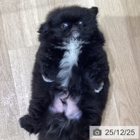 神奈川県のペキニーズ (ペットプラス ゆめが丘ソラトス店/2025年10月10日生まれ/男の子/ブラック)の子犬の3枚目の画像