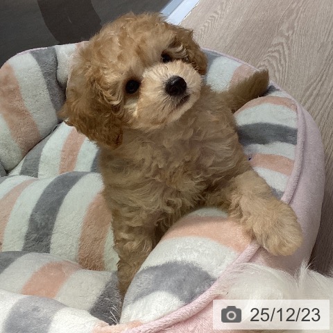 岡山県のトイプードル(トイ) (ペットプラス 岡山店/2025年10月14日生まれ/男の子/アプリコット)の子犬の4枚目の画像